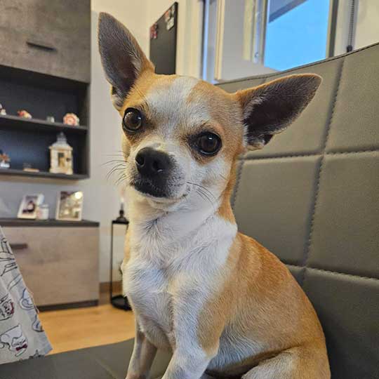 Filippo