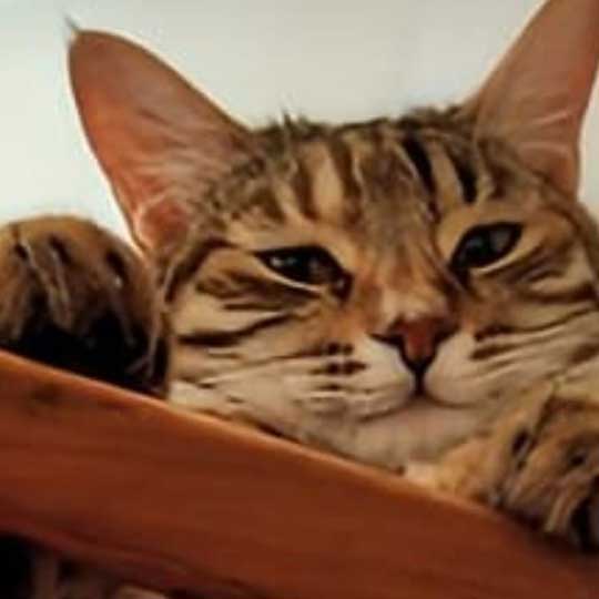 Cheri