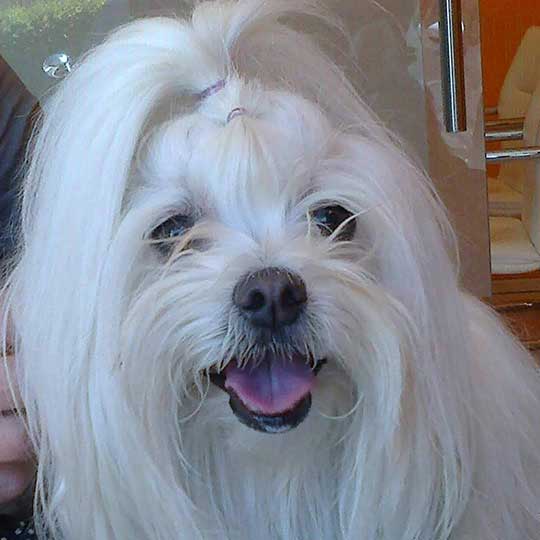 Lola
